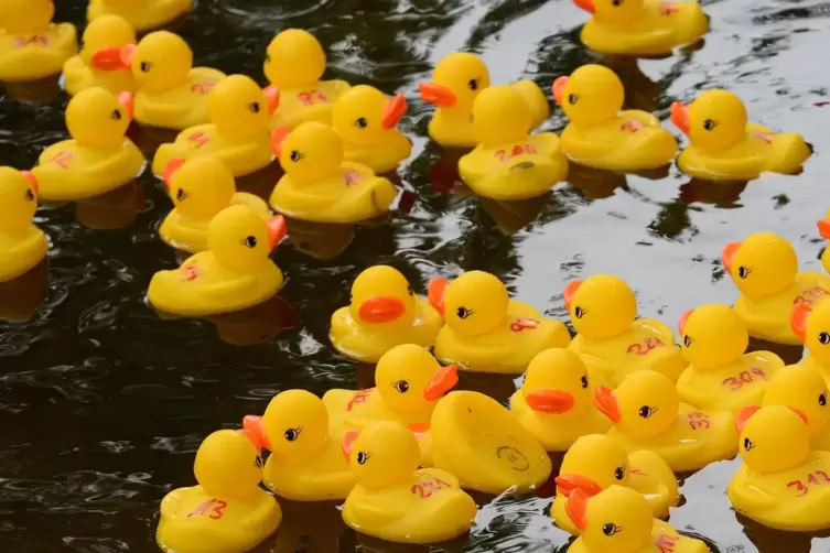 Gelbe Rennenten schwimmen am Sonntag wieder um die Wette. 