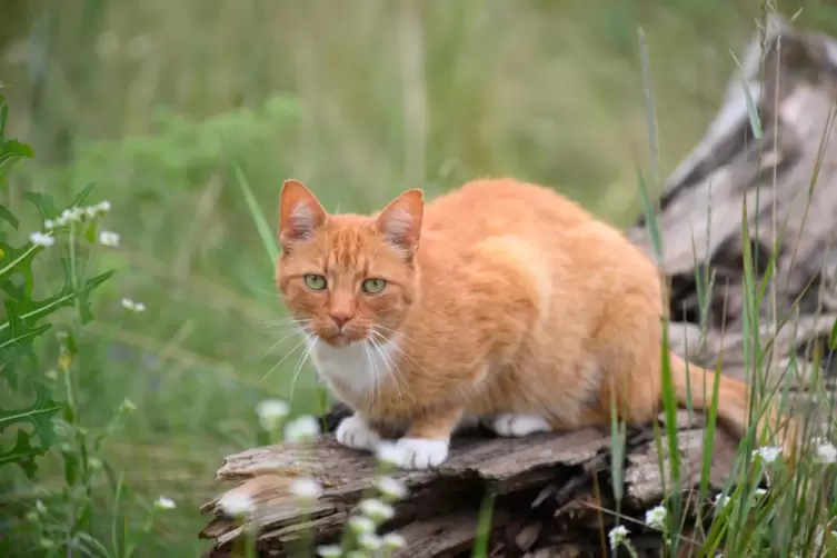 Katzen in Walldorf haben in Walldorf Hausarrest.