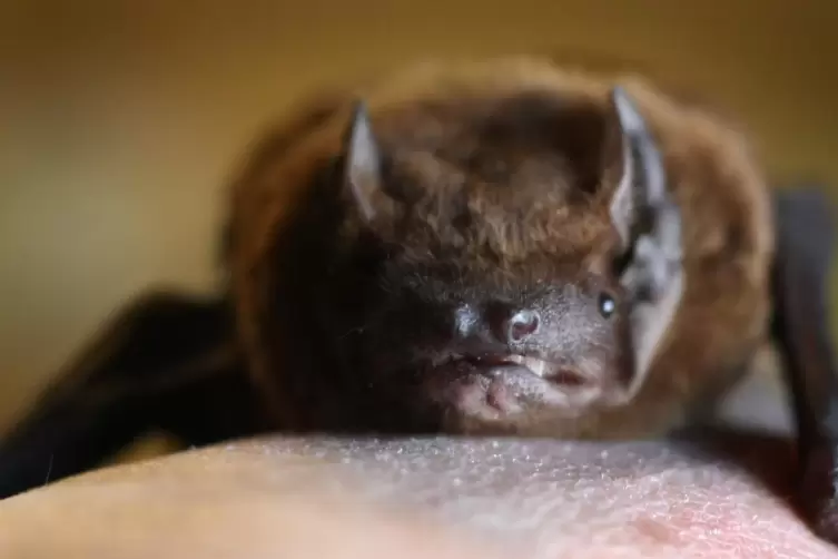 Neben der abgebildeten Zwergfledermaus soll es drei weitere, geschützte Arten in dem Gebiet geben. 