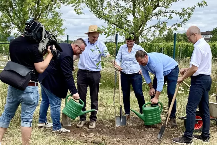 Vertreter von Land, Stadt, vom Landesverband Garten-, Landschafts- und Sportplatzbau und ein Architekt pflanzen gemeinsam eine E