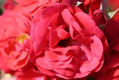 Auf dem Wochenmarkt sollten Rosen verkauft werden.