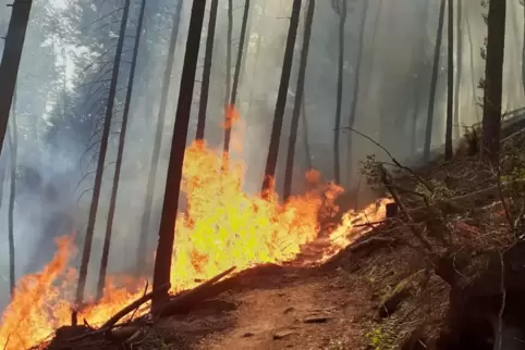 Nur schwer zugänglich war für die Feuerwehrleute das Waldgelände am Maimont, das im Juni in Flammen stand. 