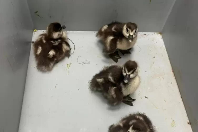 Ein Nilgansfamilie spazierte am Mittwoch auf der Autobahn und stoppten den Verkehr.