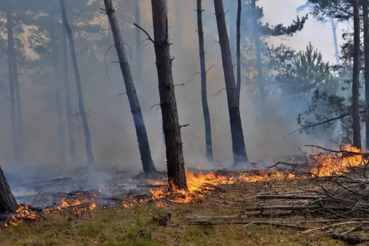 Vorallem Nadelwälder in Monokultur wie hier in Brandenburg sind in Gefahr, Opfer von Waldbränden zu werden. 