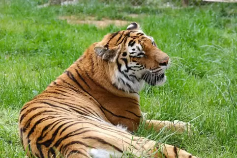  Die Tierauffangstation in Maßweiler trauert um einen ihrer Tiger: Varvara ist tot. 