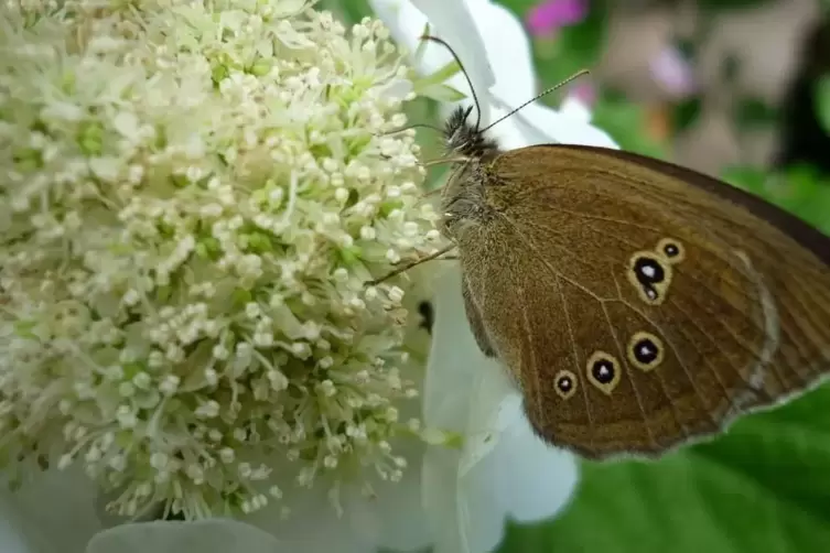 Der Braune Waldvogel gehört zu den Augenfaltern. 