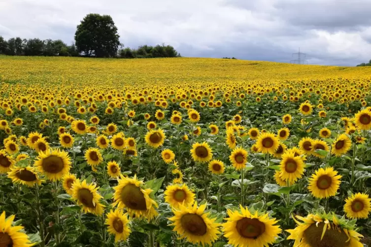 Blütenmeer bei Otterbach: Hier baut Landwirt Karl Hach auf insgesamt 20 Hektar Fläche Sonnenblumen an. 