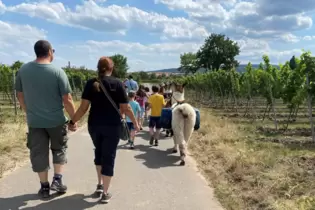 So weit die Füße tragen: Entspannt mit Lamas Wandern in den Weinbergen bei Ungstein.