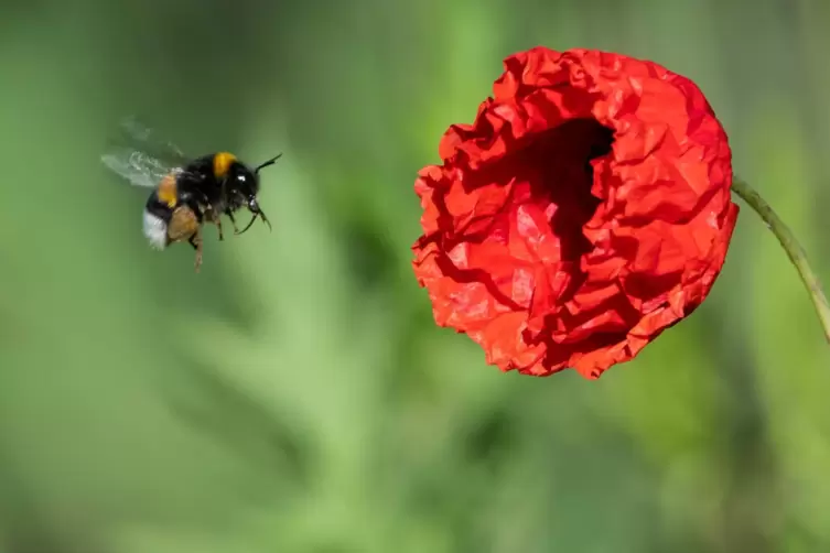 Gefallen nicht nur Menschen: Mohnblumen sind auch bei Insekten, hier eine Hummel, beliebt. 