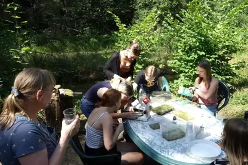 Artenbestimmung mit dem Mikroskop mitten in der Natur: Ein Biokurs des Franziskus-Gymnasiums hat kürzlich das Umweltzentrum genu