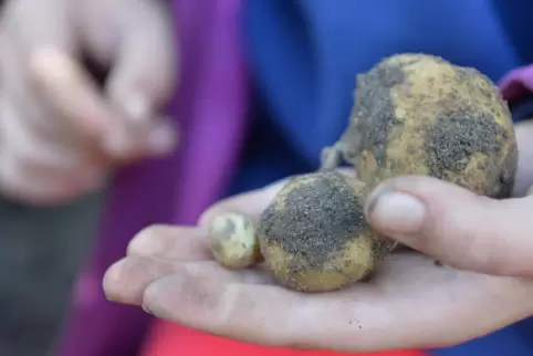 In Kleinniedesheim durften die Kinder aus Frankenthal unter anderem Kartoffeln und Kräuter vom Feld ernten.