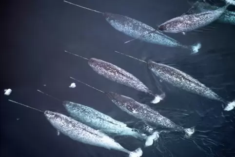 Narwale werden wegen ihres Fortsatzes am Kopf auch Einhörner unter den Walen genannt. Sie 