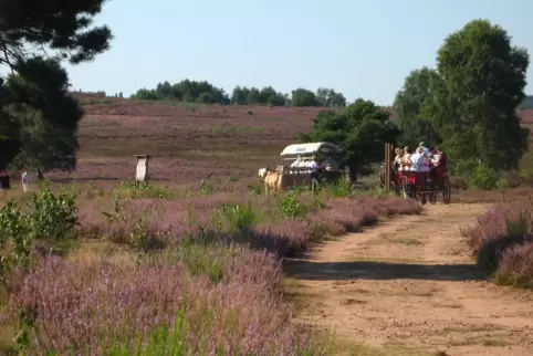 Ein besonderes Erlebnis: Mit der Kutsche durch die blühende Mehlinger Heide zu fahren, ist bei den Bürgern beliebt, in diesem Ja