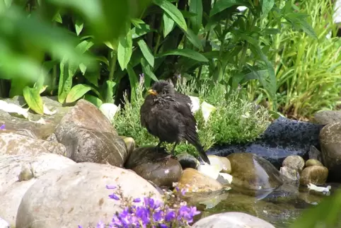 Eine Amsel sucht Erfrischung an einem Teich. In Trockenperioden ist das schwierig. 