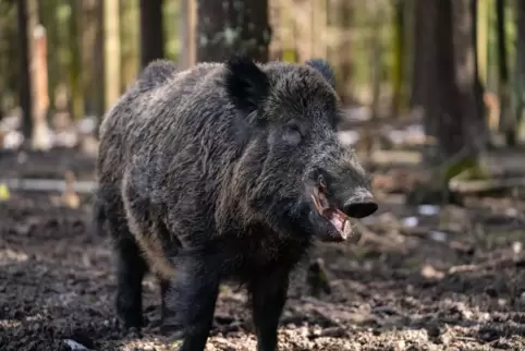 Eine Wildschweinrotte lief im Kreis Karlsruhe auf die Straße und verursachte so einen Verkehrsunfall. 