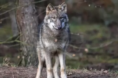 Wenn der Wolf sich über Nutztiere hermacht, haben die betroffenen Landwirte Anspruch auf Schadenersatz.