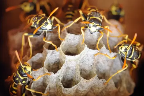 Wespen beim Nestbau.