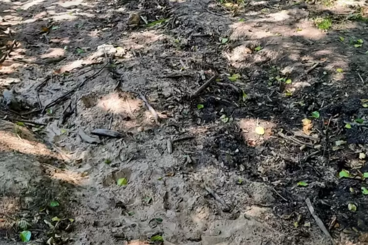 Der Schwabenbach ist auf weite Stecken ausgetrocknet. 