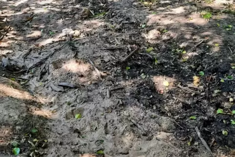 Der Schwabenbach ist auf weite Stecken ausgetrocknet. 