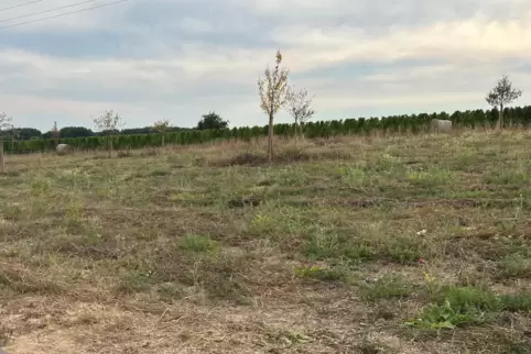 Trauriges Bild: vertrocknete Jungbäume auf der Streuobstwiese im Breitenweg bei Mechtersheim.