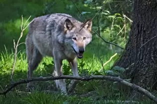 Inzwischen ist bekannt: Die Risse im Leiningerland und der Südwestpfalz gehen auf das Konto eines einzelnen Wolfes.