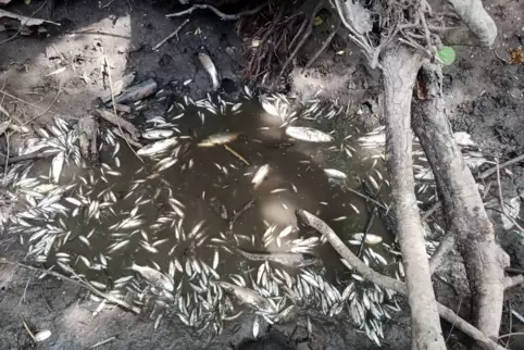 Fischsterben im Otterbach.