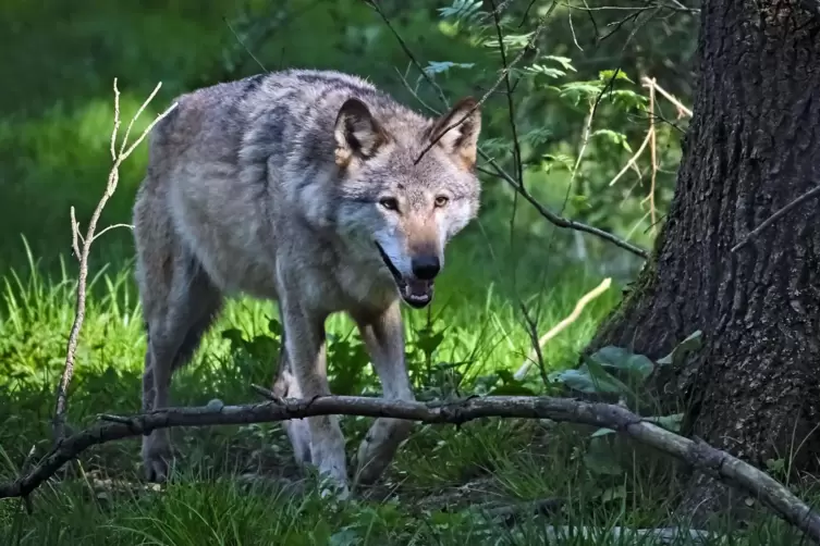 Ein Wolf hat bei Schmitshausen Schafe gerissen. 