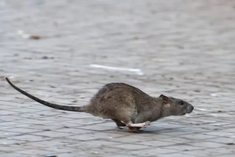 Ratten bereiten vielen Städten Probleme.