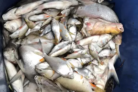 Etliche tote Fische wurden im Landschaftsweiher in Katzweiler gefunden. 