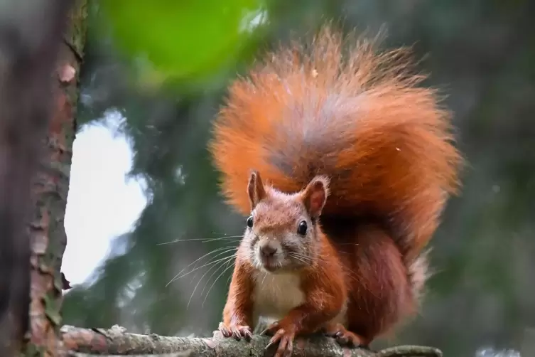 Immer wieder überqueren Eichhörnchen, die aus dem Westpark kommen, die Straße. Gegen Raser haben sie oft keine Chance.