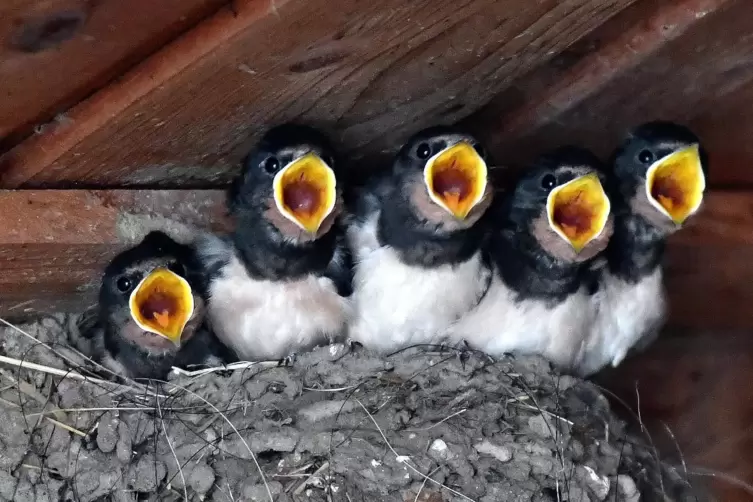 Für den Nestbau brauchen Schwalben Schlammpfützen. 