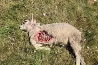 ür seine vom Wolf getöten Lämmer bekommt Schafbauer Stefan Burgard jetzt eine Entschädigung.