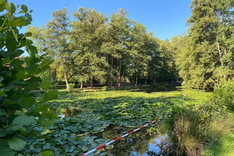 Am Weilerbacher Landschaftsweiher sind Anfang der Woche tote Enten entdeckt worden. 