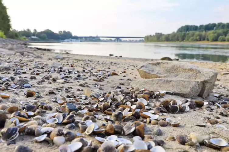 Das Niedrigwasser des Rheins bei Speyer macht die Muscheln sichtbar.