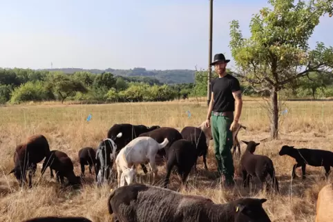 Manuel Mosis füttert einen Teil seiner Herde auf einer Streuobstwiese in Vinningen mit Äpfeln. 