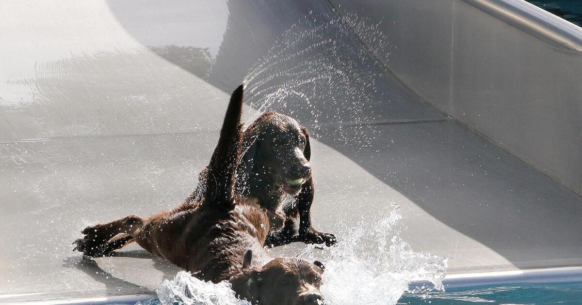 Freibad für Hunde Landau DIE RHEINPFALZ