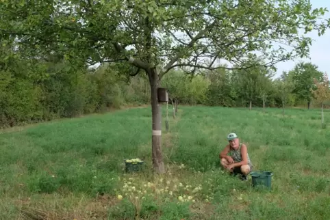 Obstbaumexperte Helmut Schießl beim Ernten der saftigen Früchte des Freinsheimer Taffetapfels.