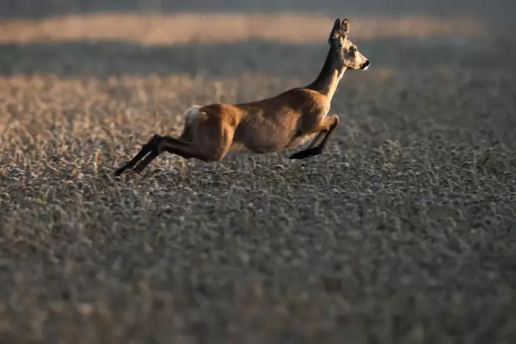 Ein Reh in einem Feld: So viel Platz, um vor Hunden zu fliehen, haben Wildtiere nicht überall.