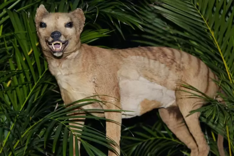 Der Tasmanische Tiger – hier als ausgestopftes Exemplar – soll künftig wieder durch Australien streifen.