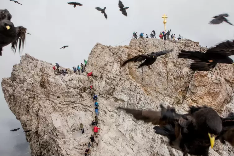 Hitchcocks „Die Vögel“ lässt grüßen: Auf der Zugspitze fotografierte Hans-Jürgen Burkard Alpendohlen im Futterrausch.