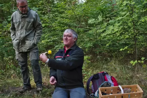 Bildungsförster Volker Westermann (knieend) erklärt anhand der gesammelten Pilze ihr geheimes Leben. Hier zeigt er einen Goldpor