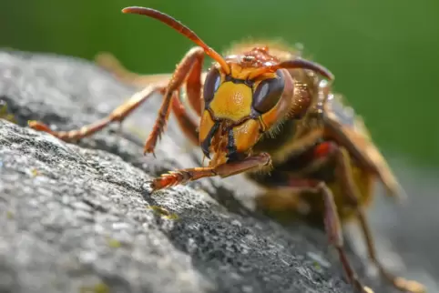 Die Tiere in der Thomas-Morus-Kirche in Flomersheim seien sehr aggressiv, berichtet der Vorsitzende des Fördervereins. 