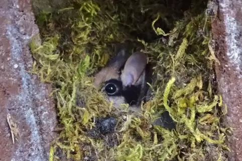 Gartenschläfer im Moosversteck.