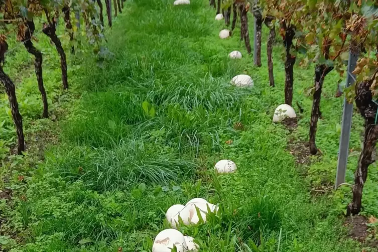 Der Blick in den Weinberg zeigt: fast überall Riesenstäublinge. 