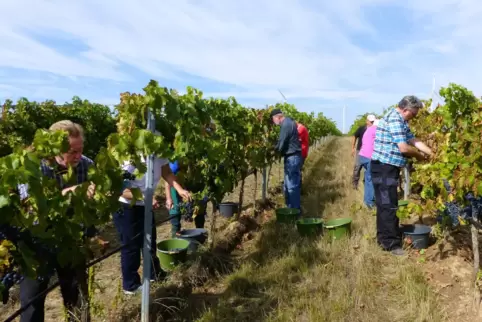 Bei sonnigem Wetter: Weinlese im Landratswingert.