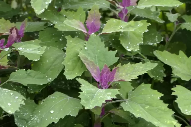 Baumspinat ist nur entfernt mit dem Gartenspinat verwandt. 