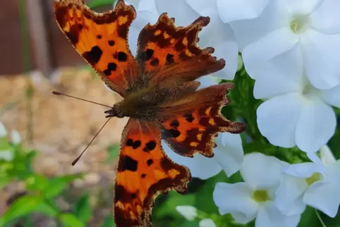 Der C-Falter hat es sich in Karin Seibels Garten gemütlich gemacht. 