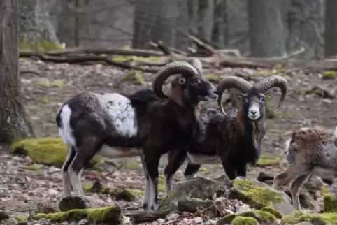 Mufflons sind hier nicht heimisch. In freier Wildbahn auftretende Herden stammen immer mal wieder von Tieren ab, die aus Wildgat