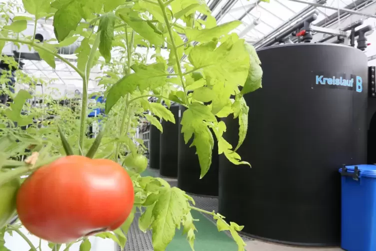 Aquaponik-Anlagen nutzen das Wasser aus Fischbecken, um Pflanzen zu düngen. Ein solches Kreislauf-System – hier zu sehen im Berl