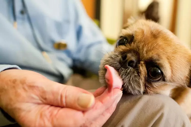 Hunde finden häufig einen besonderen emotionalen Zugang zu Menschen. 